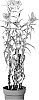 Veronica%20longifolia%20X%20Veronica%20spicata%20%27Allvspla%27