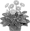 Gerbera%20hybrida%20%27MAJPUR21AA%27