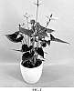 Anthurium%20andraeanum%20L.%20%27AN2347842%27