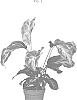 Calathea%20lietzei%20E.%20Morren%20%27DRACAL01%27