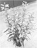 Penstemon%20barbatus%20%27Dopenspripripin%27