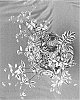 Polemonium%20pulcherrimum%20%27Golden%20Feathers%27