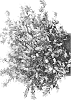 BLCM03%20%27Cliftonia%20monophylla%27