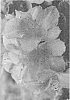 Rhododendron%20hybrid%20%27NCRX9%27