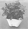 Bidens%20laevis%20%27Angel%20Rouge%27