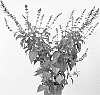 Salvia%20guaranitica%20x%20Salvia%20orbignaei%20%27ARGGR17011%27
