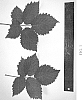 Rubus%20L.%20subgenus%20Rubus%20%27DrisBlackThirty%27