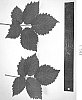 Rubus%20L.%20subgenus%20Rubus%20%27DrisBlackThirty%27