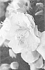 Rhododendron%20hybrid%20%27NCRX11%27