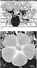 Petunia%20x%20hybrida%20%27Keipekumehus%27