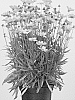 Coreopsis%20grandiflora%20%27MVNC1823%27