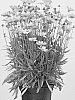 Coreopsis%20grandiflora%20%27MVNC1823%27