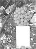 Vitis%20vinifera%20L.%20%27SV35-210-349%27