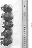 Fragaria%20x%20ananassa%20%27DrisStrawOneHundredTwo%27