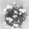 Lantana%20camara%20%27SAILAN004%27