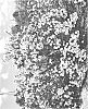 Chamelaucium%20megalopetalum%20x%20C.%20uncinatum%20%27SIRIUS%27
