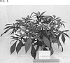 Ipomoea%20batatas%20%28L.%29%20Lam.%20%27NCORNSP-030ILPL%27