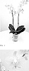 Phalaenopsis%20hybrida%20%27MI02648%27
