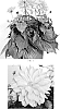 Dahlia%20variabilis%20%27Baldadenapr%27