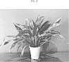 Spathiphyllum%20sp.%20Schott%20%27CORSPAVAR2%27