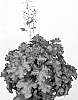 Heuchera%20hybrid%20%27Toncka%20308%27