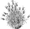 LAVANDULA%20PLANT%20NAMED%20%27DC014455LS%27