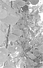 Actinidia%20chinensis%20%27H14%27