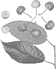 Prunus%20avium%20%27Royal%20Blush%27