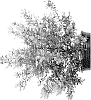 Cliftonia%20monophylla%20%27BLCM05%27