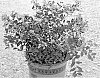 Lagerstroemia%20indica%20%27JBG%2019003%27