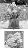 Achillea%20millefolium%20%27FLORACHYE2%27