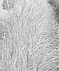 Miscanlhus%20sinensis%20%27Sunlit%20Satin%27
