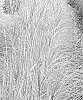 Miscanlhus%20sinensis%20%27Sunlit%20Satin%27