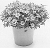 Bidens%20ferulifolia%20%27KLEBF21468%27