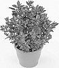 Hebe%20hybrid%20%27HL1802005%27