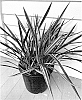 Phormium%20tenax%20%27PKFJTB18%27