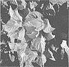 Hydrangea%20macrophylla%20%27CE-01-20%27