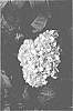 Hydrangea%20macrophylla%20%27RLL-12-20%27