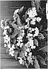 Hydrangea%20x%20macrophylla%20%27CAMCHO45%27
