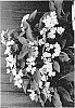 Hydrangea%20x%20macrophylla%20%27CAMCHO45%27
