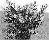 Lagerstroemia%20indica%20%27JBG%2019020%27