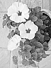 Hibiscus%20rosa-sinensis%20%27White%20Treasure%20Wind%27