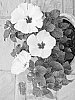 Hibiscus%20rosa-sinensis%20%27White%20Treasure%20Wind%27