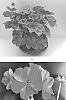 Pelargonium%20interspecific%20%27PEQZ0095%27