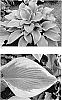Hosta%20hybrid%20%27Lone%20Star%27