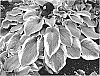Hosta%20hybrid%20%27Gigantosaurus%27