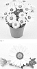 Osteospermum%20L.%20X%20Dimorphotheca%20Moench%20%27LAZOST1803%27