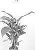 Spathiphyllum%20sp.%20Schott.%20%27Sweet%20Romina%27