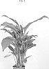 Spathiphyllum%20sp.%20Schott.%20%27Sweet%20Romina%27