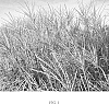 Miscanthus%20sinensis%20%27Red%20Zenith%27